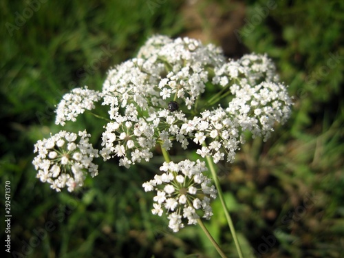 Water hemlock (Conium maculatum) wildflower. Closeup of  water hemlock flowers on meadow on a blurred background.