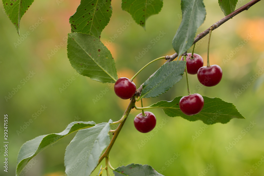 in the garden ripe cherryripe red cherry on a tree