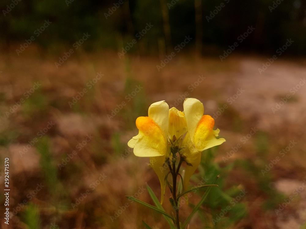 Naklejka premium yellow flowers in the garden