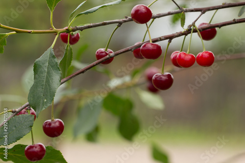 in the garden ripe cherryripe red cherry on a tree