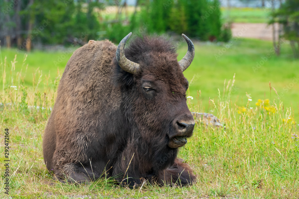 Bison in Hayden Valley, Yellowstone National Park Bison in Hayden Valley, Yellowstone National Park