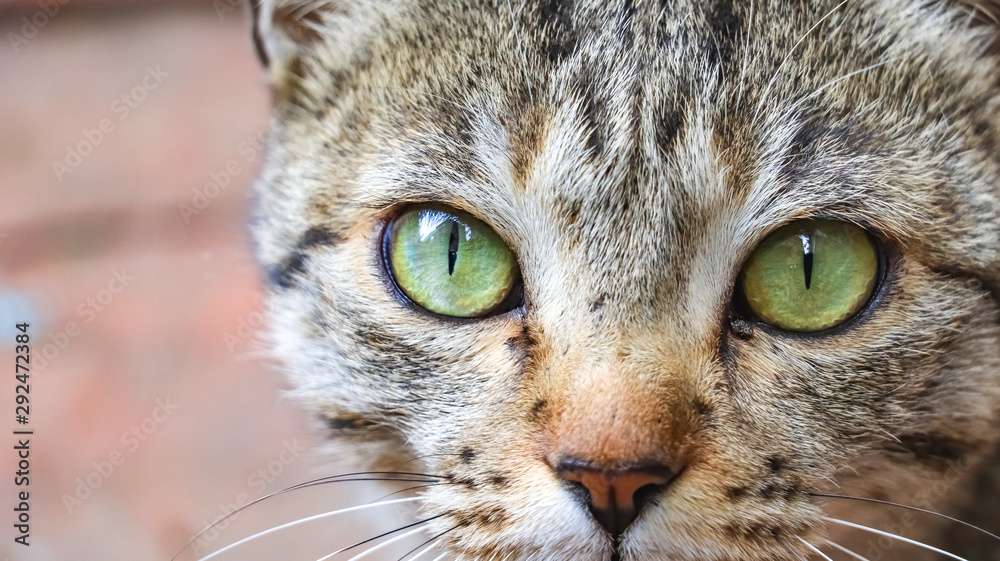 Close up shot of a cat's eye Close up shot of a cat's eye