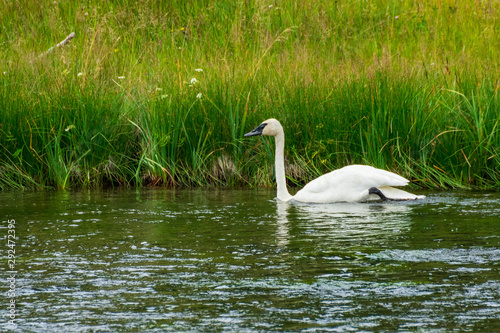 Trumpeter Swan In Yellowstone National Park