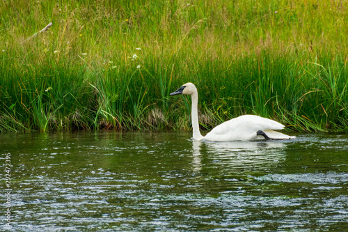 Trumpeter Swan In Yellowstone National Park photo