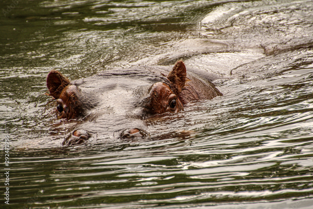 Fototapeta premium Hippopotamu in water with eyes looking at you
