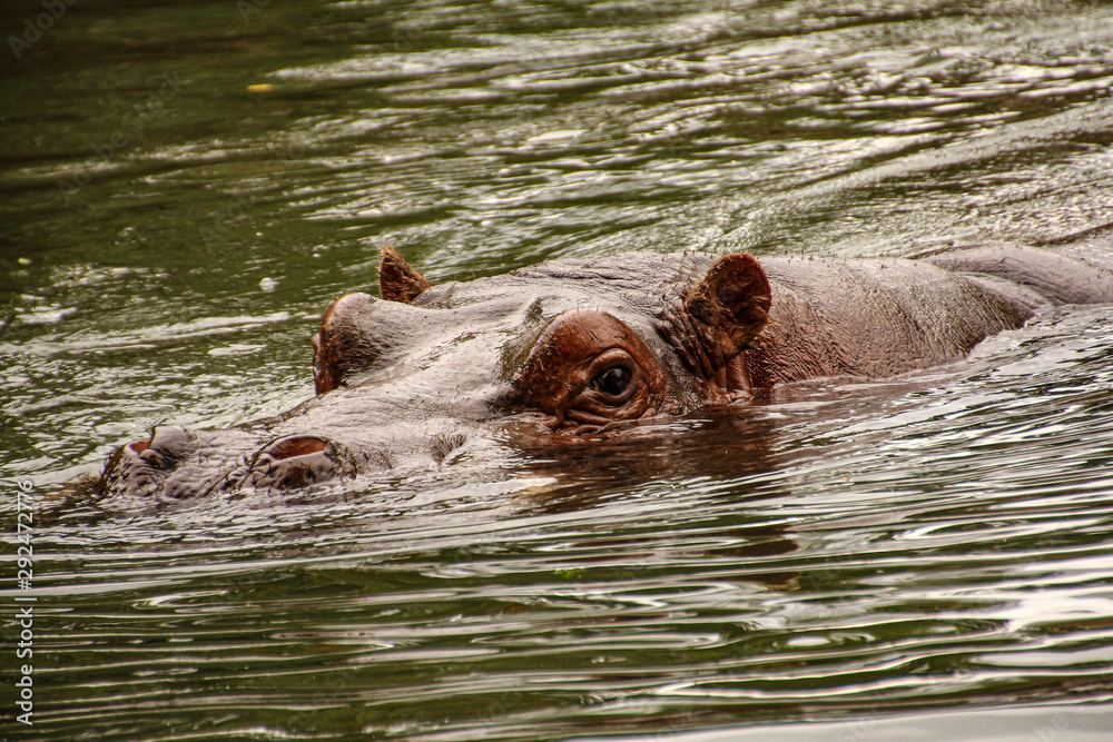 Fototapeta premium Hippopotamu in water with eyes looking at you