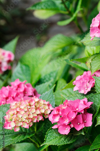 Fototapeta Naklejka Na Ścianę i Meble -  Pink Hortensia (hydrangea) in the garden.