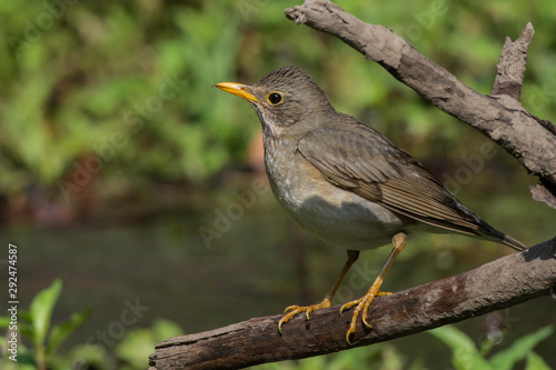 tickell's thrush