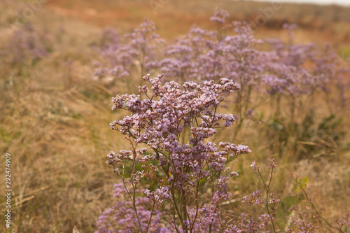 Stem of Limonium vulgare Mill with flowers on nature background