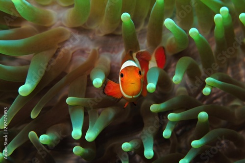 Orange clownfish (Amphiprion ocellaris) hiding in the green anemone. Colorful marine life, symbiotic relationship. Underwater macro photography from scuba diving on the coral reef. Aquatic wildlife.