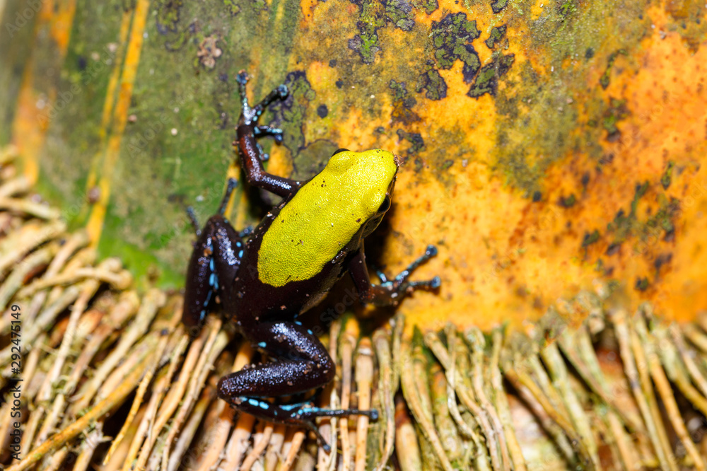endemic frog Climbing Mantella (Mantella laevigata), species of small frog in the Mantellidae family. Nosy Mangabe, Madagascar wildlife and wilderness endemic frog Climbing Mantella (Mantella laevigata), species of small frog in the Mantellidae family. Nosy Mangabe, Madagascar wildlife and wilderness