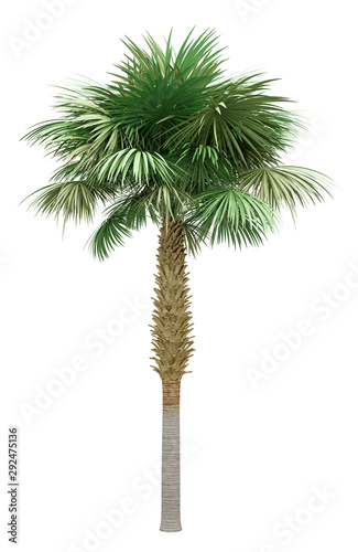 sabal palm tree isolated on white background © Tiler84
