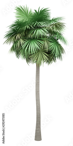 sabal palm tree isolated on white background © Tiler84