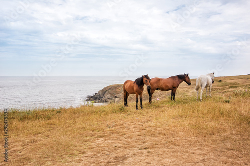 Horses grazing on a hill with the Black Sea in the background