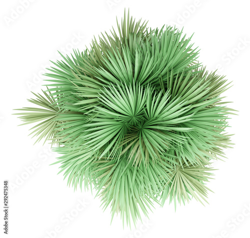 sabal palm tree isolated on white background. top view