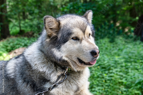 Portrait of husky dog amid forest greens