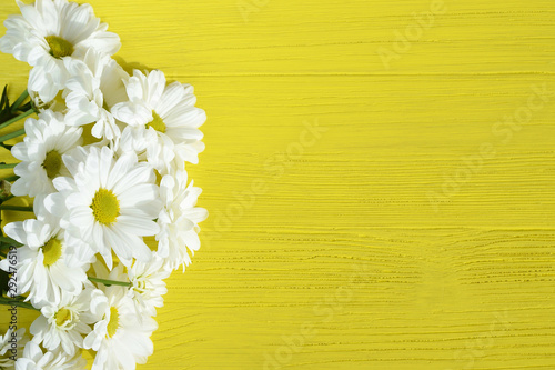 Beautiful chrysanthemum flowers on a yellow wooden background. White marguerites. Top view. Copy space © ed2806