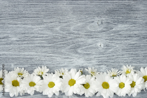 Fototapeta Naklejka Na Ścianę i Meble -  Beautiful chrysanthemum flowers arranged in a row on a gray wooden background. White marguerites. Top view. Copy space
