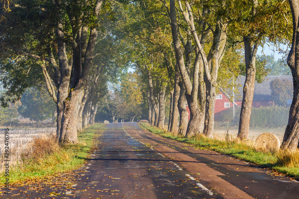 Country road in a tree avenue at a farmhouse