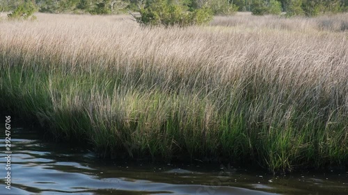 nature trail walkway through a spartina grass marsh near Topsail Beach, North Carolina. Spartina Marches protect the mainland from damage by ocean storms and hurricanes. photo