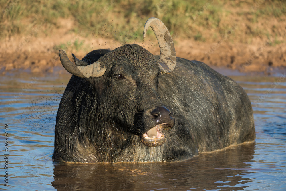 Riverine Buffalo also called Asian buffalo in water with flies Riverine Buffalo also called Asian buffalo in water with flies