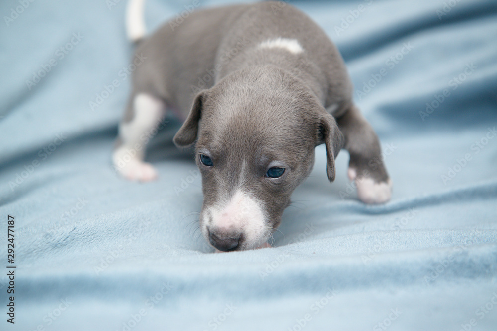Patrzy szczeniak chart angielski pies whippet niebieski błękitny