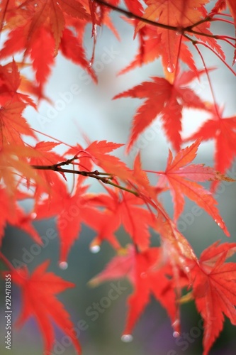 紅葉 もみじ 赤い葉 © 佐織 安宅