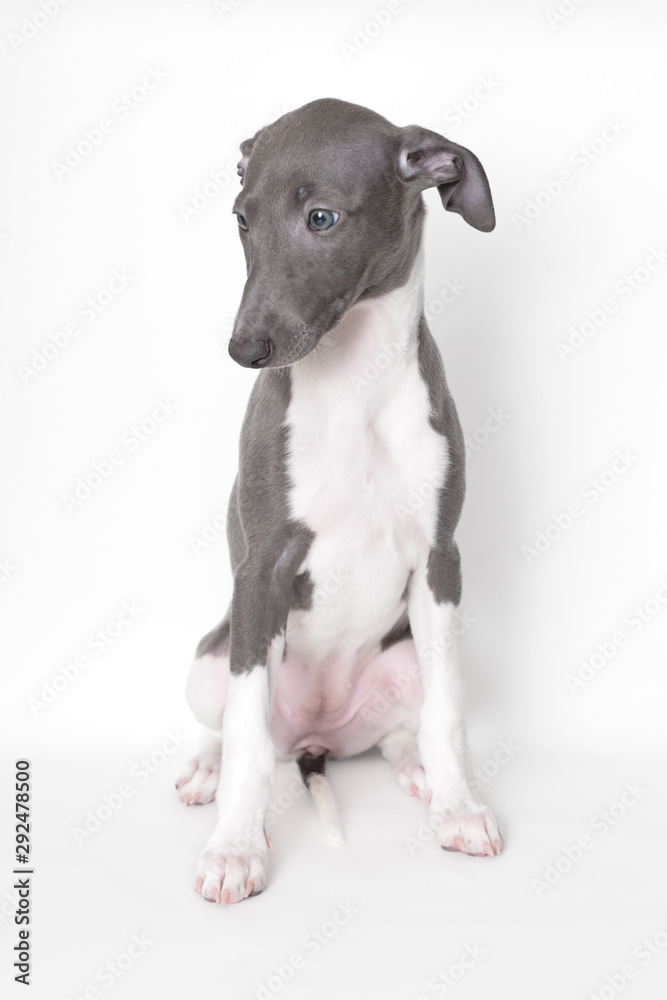 Siedzący szczeniak chart angielski pies whippet niebieski błękitny Siedzący szczeniak chart angielski pies whippet niebieski błękitny