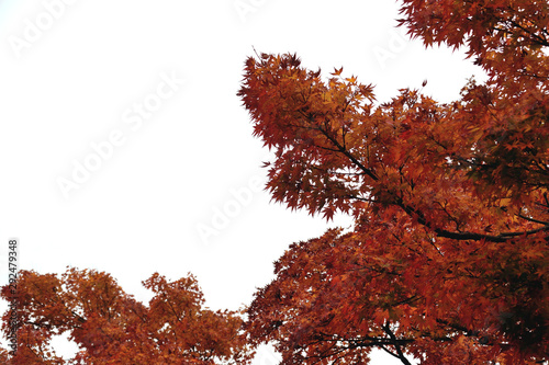 Colored autumn leaves. Acer matsumurae, It is called 