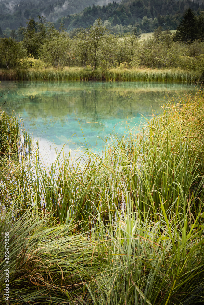beautiful nature reserve lake Zelenci in summer time, Slovenia
