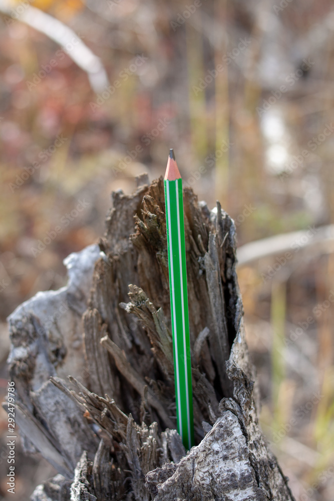 colored pencils on the background of a felled tree colored pencils on the background of a felled tree