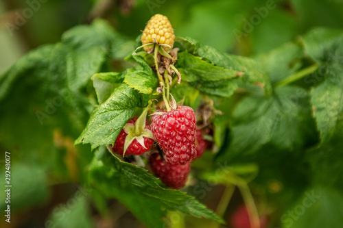 red ripe organic raspsberries berry fruit