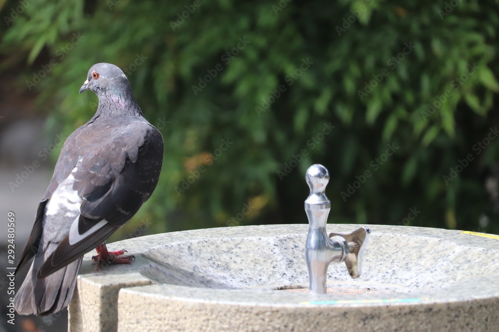 Obraz premium ハトと水道