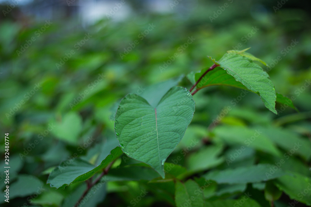 green leaves of a tree green leaves of a tree