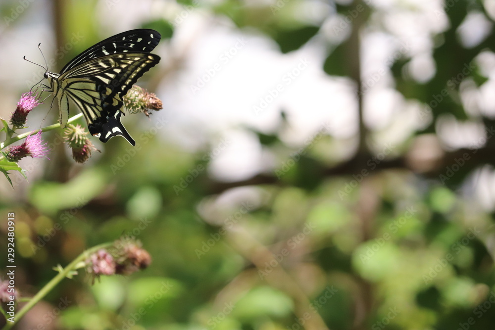 Obraz premium アゲハチョウ
