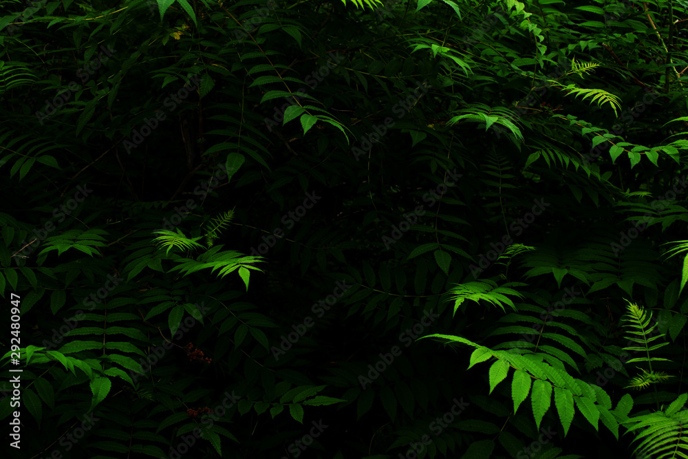 Fototapeta premium Green leaves of Sorbaria Sorbifolia (Ural false spiraea, schizonotus, Spiraea pinnata). Summer foliage in the night. Dark background