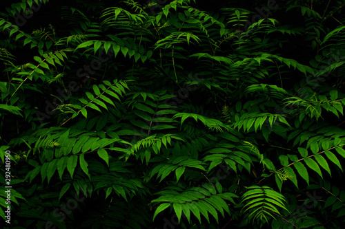 Green leaves of Sorbaria Sorbifolia (Ural false spiraea, schizonotus, Spiraea pinnata). Summer foliage in the night. Dark background