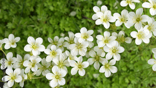 Canvastavla White flowers of Saxifrage paniculate plant (Saxifraga, rockfoil, deertongue) against blurred green foliage