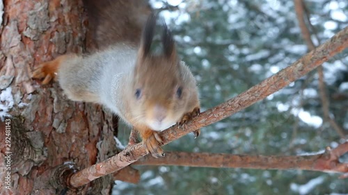 Red squirrel or Eurasian red squirrel (Sciurus vulgaris) jumps on a pine branch