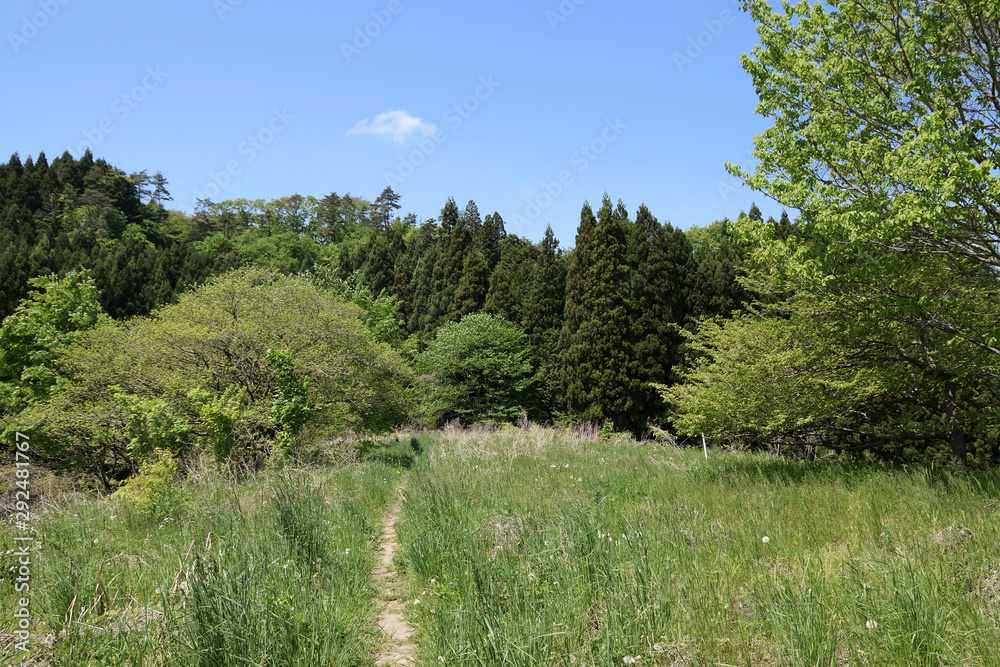 Way to the forest. Start of Mountain trail. Way to the forest. Start of Mountain trail.
