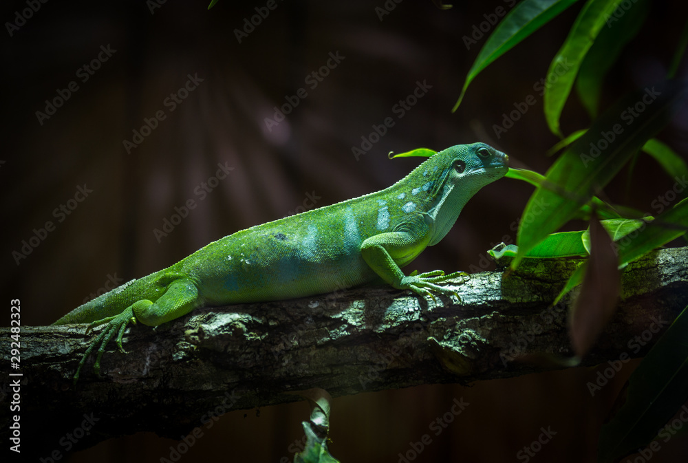 Fototapeta premium caméléon vert