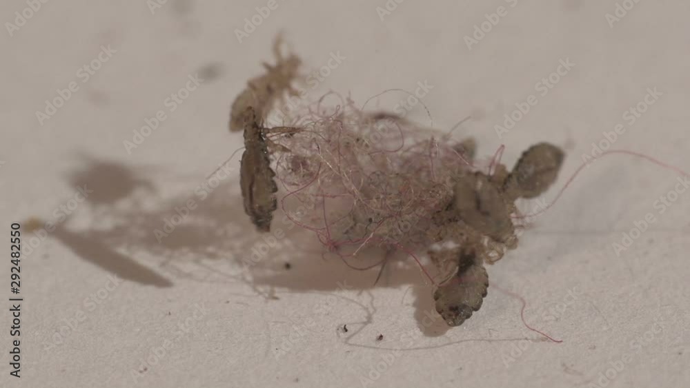 lice insects on human dyed hair clump, macro