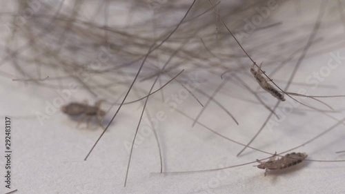 lice insects on human dyed hair clump, macro