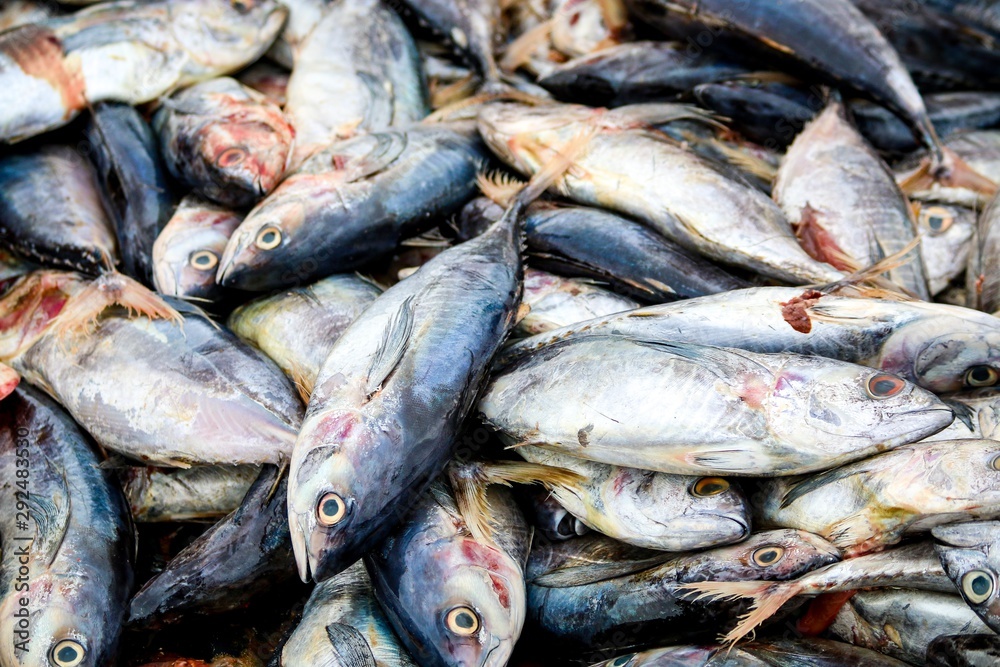 fresh fish at the market