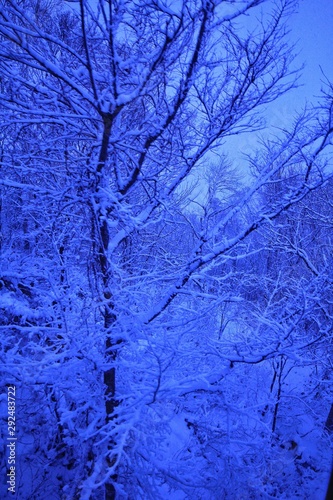 雪山の大木