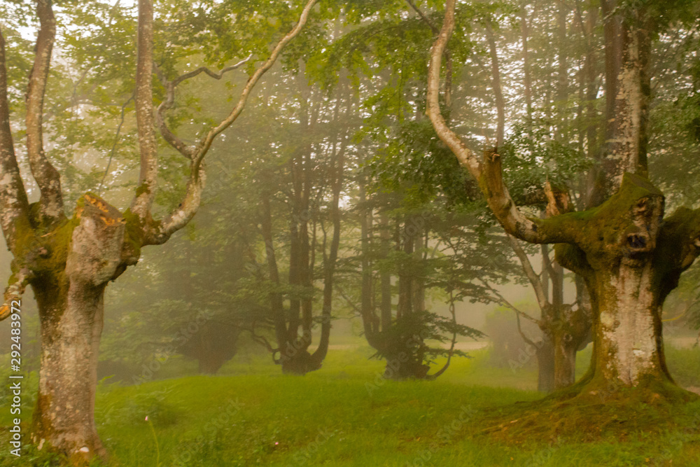 Fototapeta premium a cloudy day in the Otzarreta forest