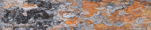 Foto Pine tree trunk panorama. Pine bark texture. High resolution