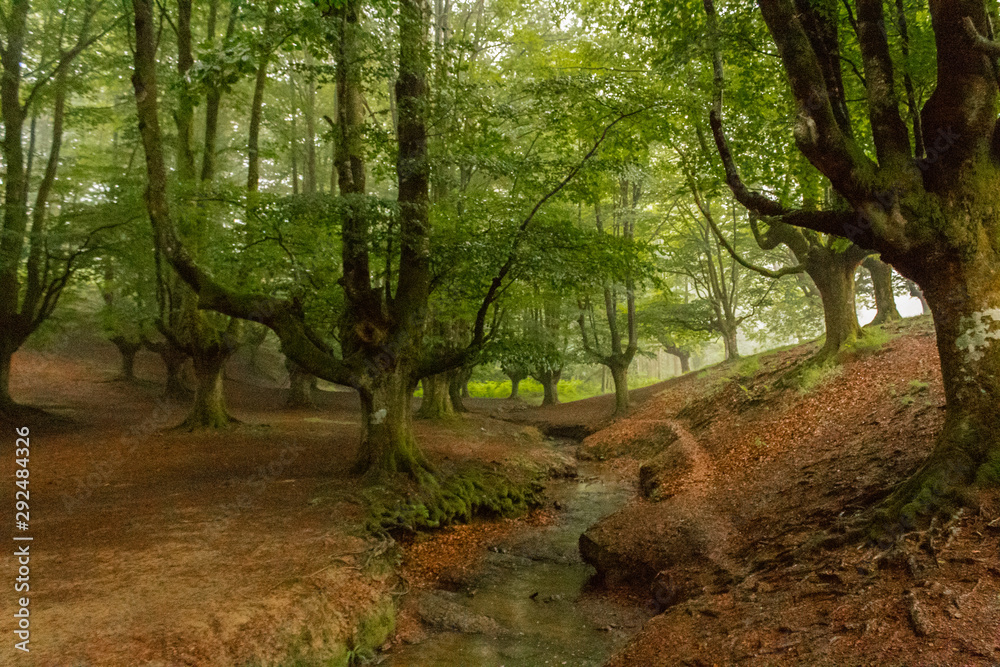 Naklejka premium a cloudy day in the Otzarreta forest