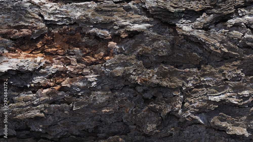 Larch bark texture. Lariks background