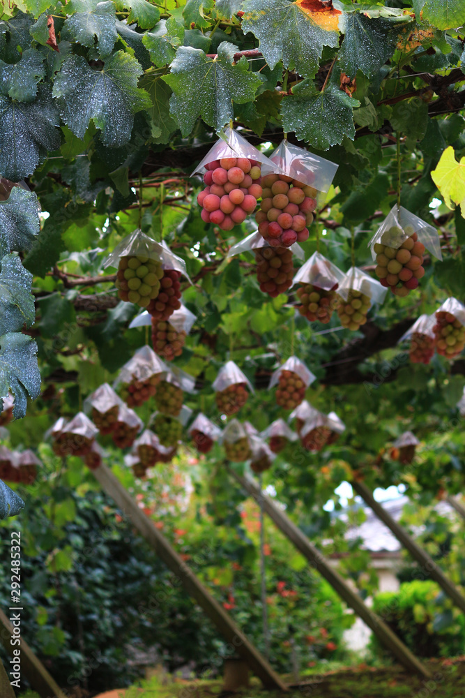 Japanese autumn vineyard landscape with big ripe red grapes Japanese autumn vineyard landscape with big ripe red grapes